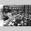 Women working in greenhouse (ddr-densho-134-5)