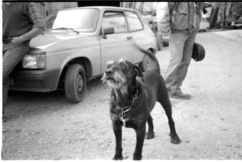 Dog and car (ddr-densho-1007-1267)