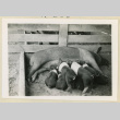 Sow nursing piglets (ddr-densho-37-1621)