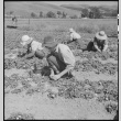 Japanese American farmers prior to mass removal (ddr-densho-151-126)