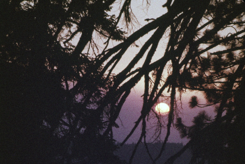 View of the sunset through trees (ddr-densho-336-1750)