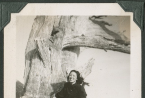 Miyeko Yoshimoto on a Cypress tree (ddr-densho-328-414)