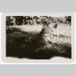 Cat in the sunshine (ddr-densho-335-191)