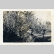 A soldier standing next to flowering trees (ddr-densho-22-403)