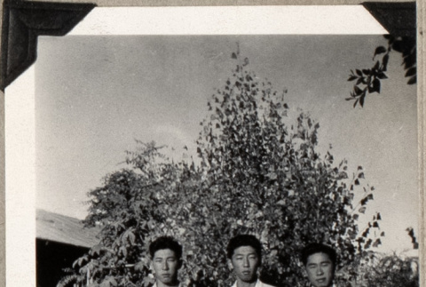 Three men standing by small tree (ddr-densho-587-26)
