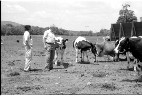 William Kochiyama and Robert H. Foote with cows (ddr-densho-1007-1361)