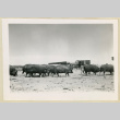 Pigs at a farm (ddr-densho-37-1623)