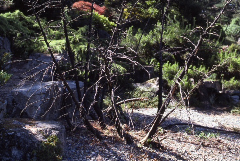 Trees destroyed by fire (ddr-densho-354-1313)
