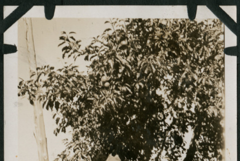 Man poses in front of tree (ddr-densho-359-556)