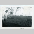 Photograph of vegetables at the Manzanar farm exhibit with two women in the background (ddr-csujad-47-65)