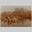 People enjoying the pond (ddr-densho-377-2110)