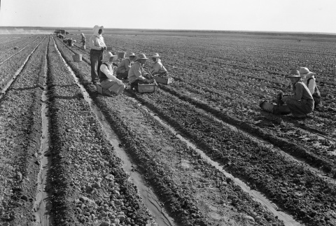 Women harvesting crops (ddr-fom-1-11)