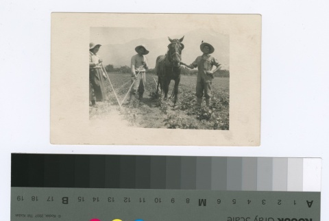 Workers and horse in a field (ddr-densho-255-55)