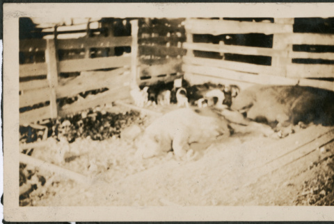 Pigs in a sty (ddr-densho-293-59)