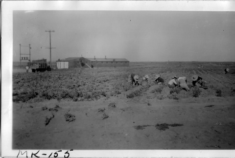 Japanese Americans harvesting peas (ddr-densho-37-712)