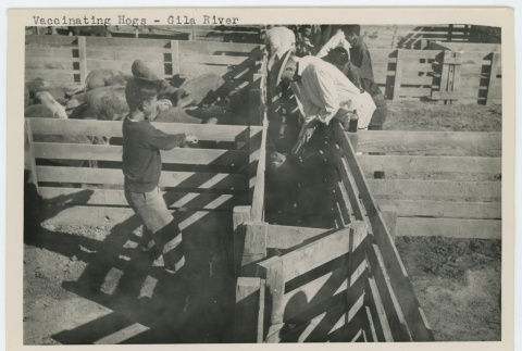 Vaccinating hogs at Gila River (ddr-densho-37-2160)