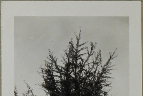 Tree (ddr-densho-258-154)