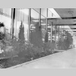 Close up of flower beds at Washington Federal Savings Bothell branch (ddr-densho-354-398)