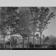 Manzanar landscape (ddr-densho-153-329)