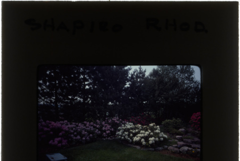 Rhododendrons at the Shapiro project (ddr-densho-377-838)