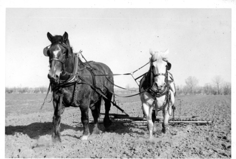 Horse drawn plow in sugar beet farm (ddr-csujad-25-98)