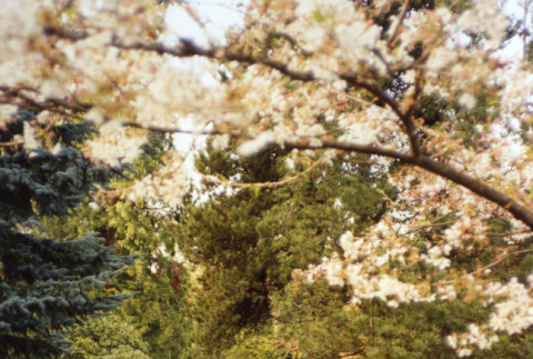 Kubota Garden with Heart Bridge in the background (ddr-densho-354-416)