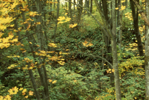 Alders and maples in greenbelt (ddr-densho-354-1968)