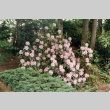 Blooming Rhododendron in the Garden (ddr-densho-354-536)