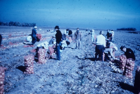 Japanese Americans harvesting onions (ddr-densho-160-62)