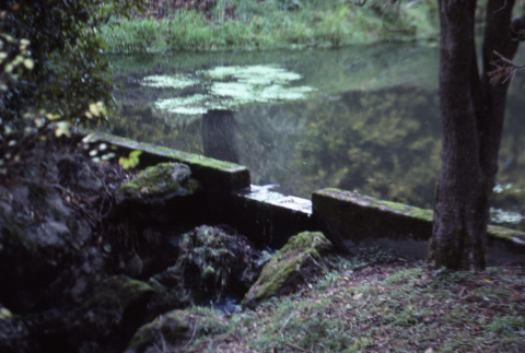 Upper pond in the Nursery (ddr-densho-354-1296)