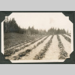 Photo of a strawberry field (ddr-densho-483-308)