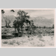 Manzanar building foundations (ddr-densho-345-81)