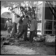 Group of men planting a tree outside a building (ddr-densho-377-1550)