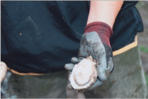 Holding a shucked oyster (ddr-densho-296-52)
