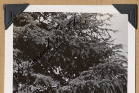 Toy seated on a lawn (ddr-densho-542-302)