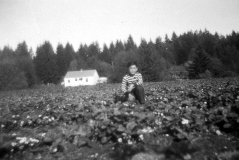 Boy in a strawberry field (ddr-densho-34-125)