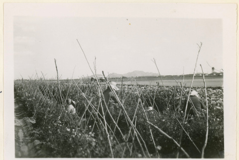 Gardeners tend to sweet pea plants (ddr-densho-37-1058)