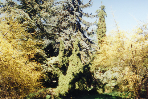 Blue Atlas cedar, other trees (ddr-densho-354-791)