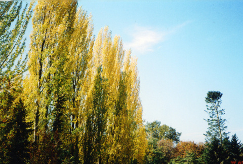 Poplars in Kubota Garden (ddr-densho-354-1946)