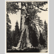 Person standing at the base of a large tree (ddr-densho-542-838)