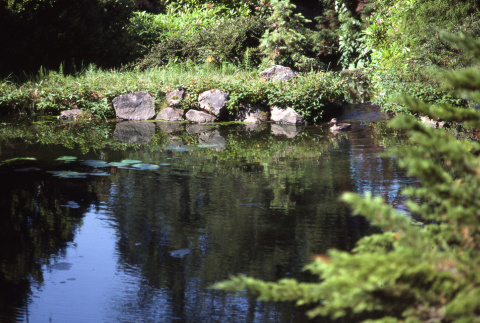 Pond in the Garden (ddr-densho-354-1304)