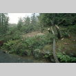 Storm damage to Tanyosho Pines (ddr-densho-354-837)
