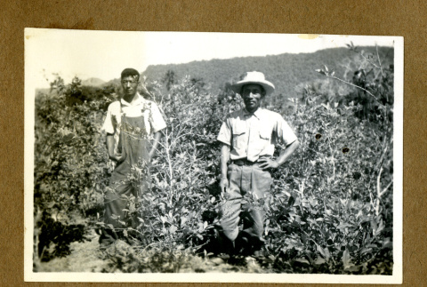 Japanese Peruvian workers (ddr-csujad-33-51)