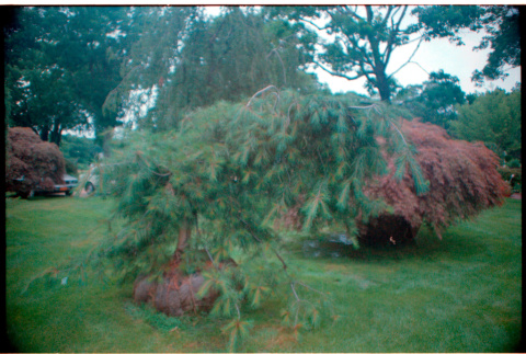Small pine tree (ddr-densho-377-2421)