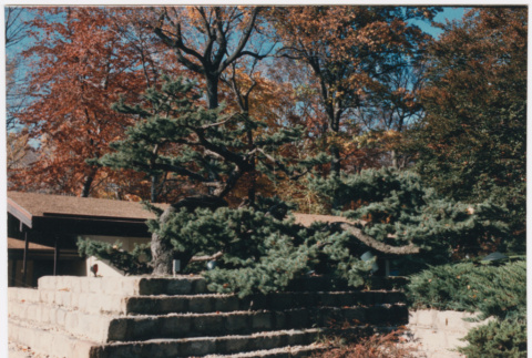 Tree (ddr-densho-377-1985)
