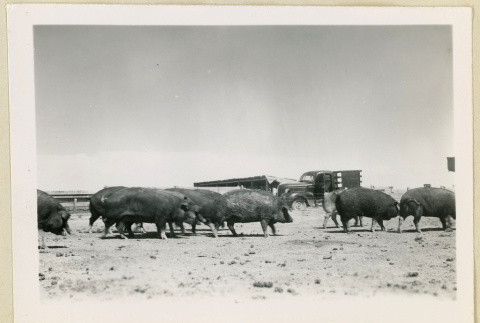 Pigs at a farm (ddr-densho-37-1623)