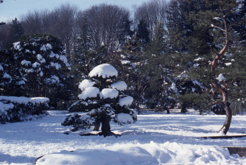 Snow-covered holly (ddr-densho-354-623)