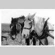 Horse drawn plow in sugar beet farm (ddr-csujad-25-101)