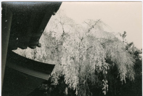 Photo, front and back (ddr-densho-426-1072-mezzanine-7179c7a826)