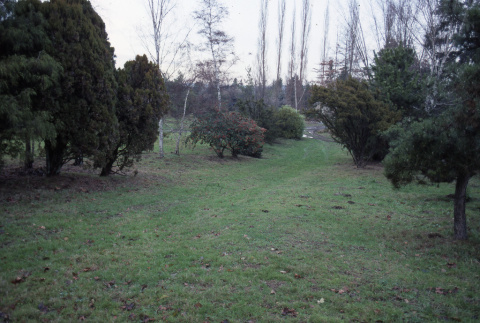 Lawn with trees looking northeast toward old house (ddr-densho-354-1213)
